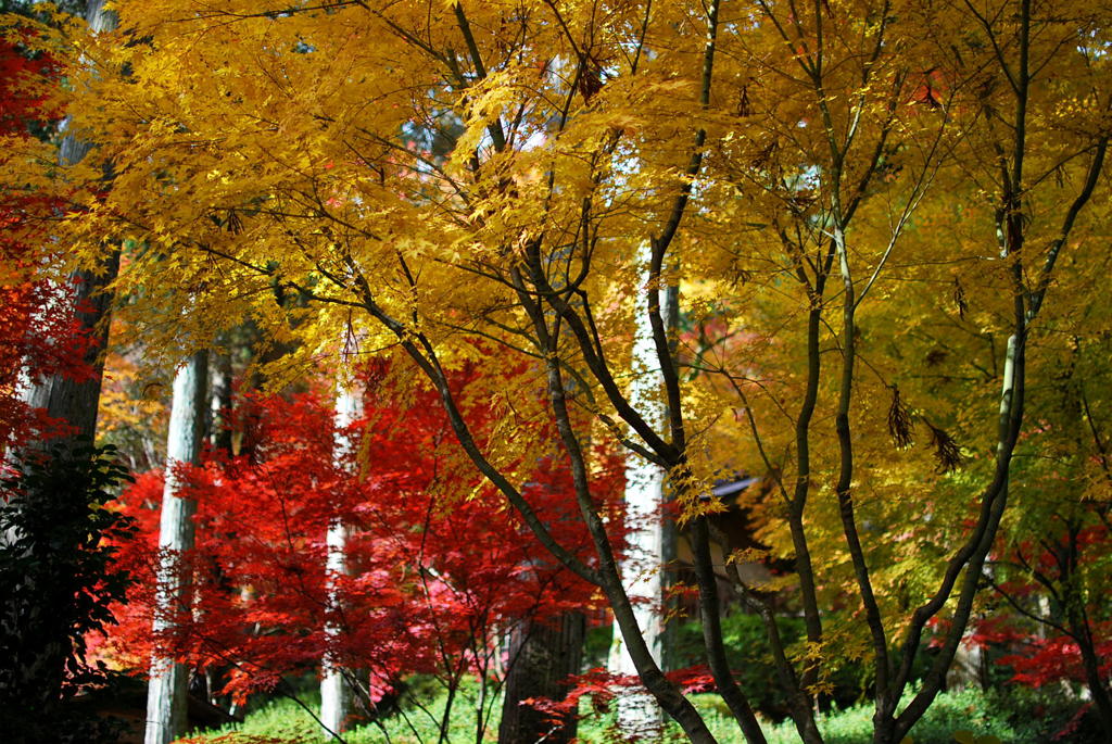 大興善寺の紅葉（１２）