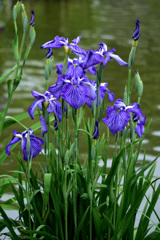 紫の菖蒲池