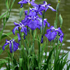 紫の菖蒲池