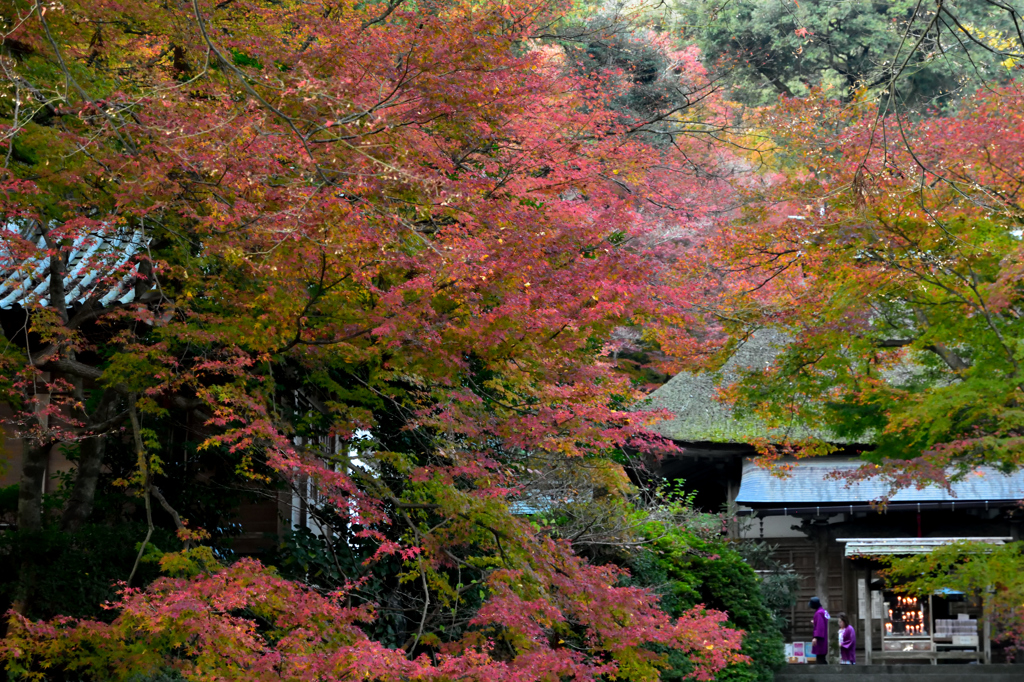 大興善寺の紅葉１