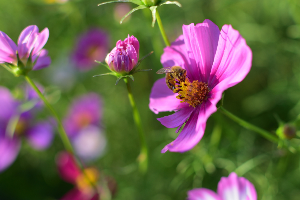 花と蜜蜂