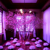 未来の花見