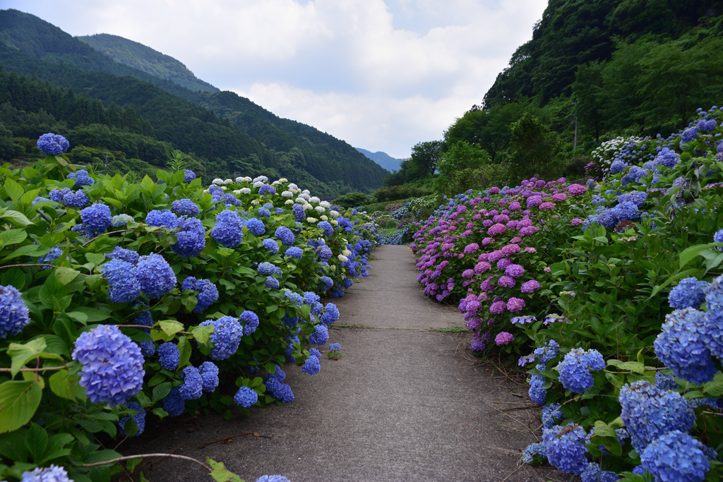 貸切のあじさい園