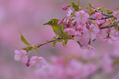 やっと咲いたけど