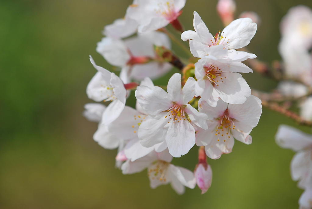 桜色