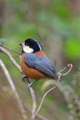 カラフルなヤマガラ