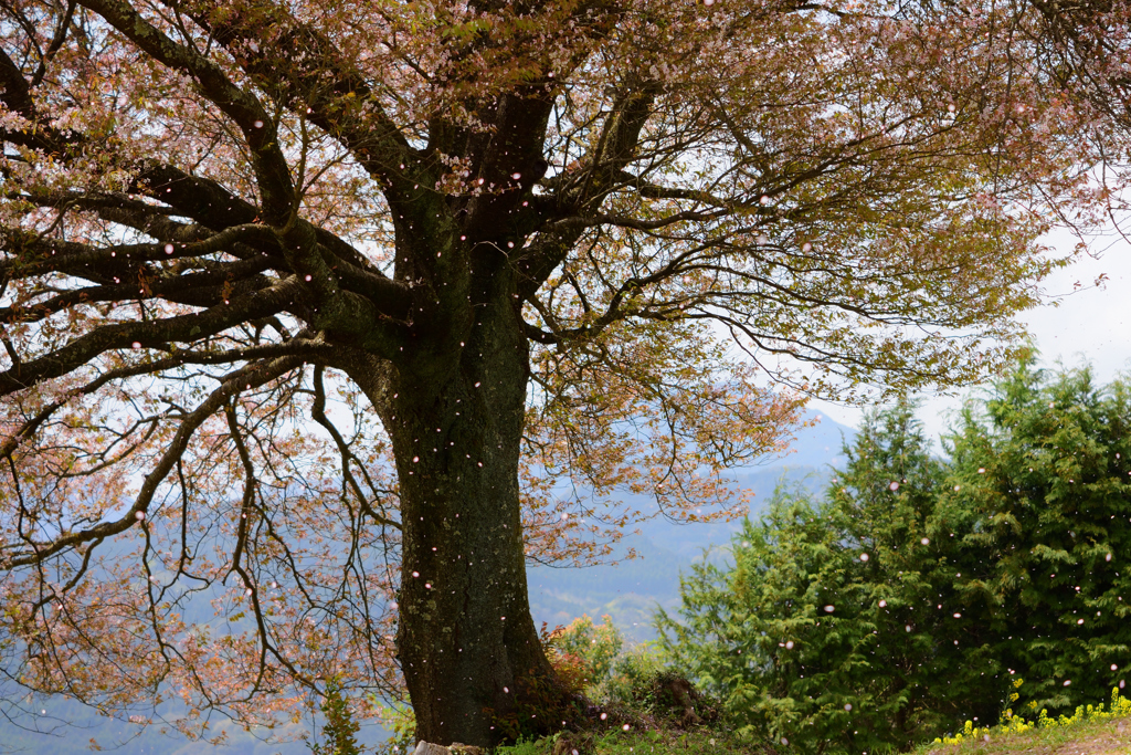 桜舞い散る