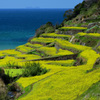 気付かなかった島