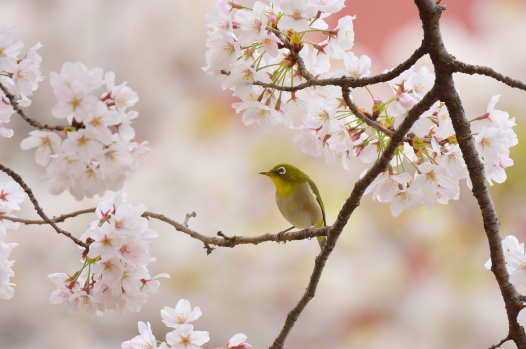 満開の桜を愛でる