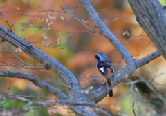 紅葉なごり（１）