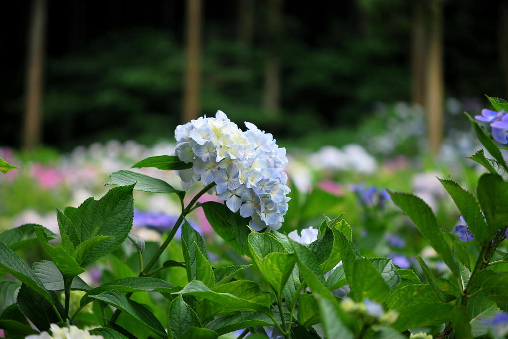 千光寺　紫陽花（11）