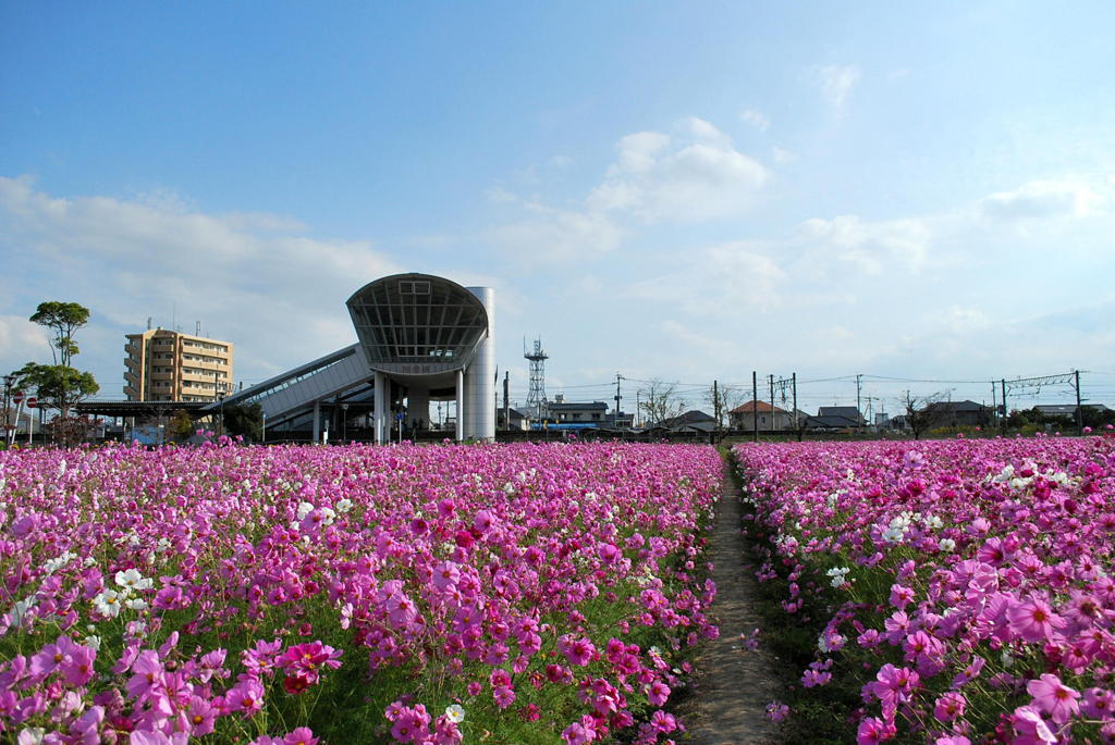 昼下がりのお花畑
