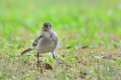 歩き方で分かる