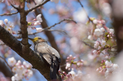 お花見