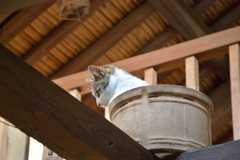 ねこ鍋？