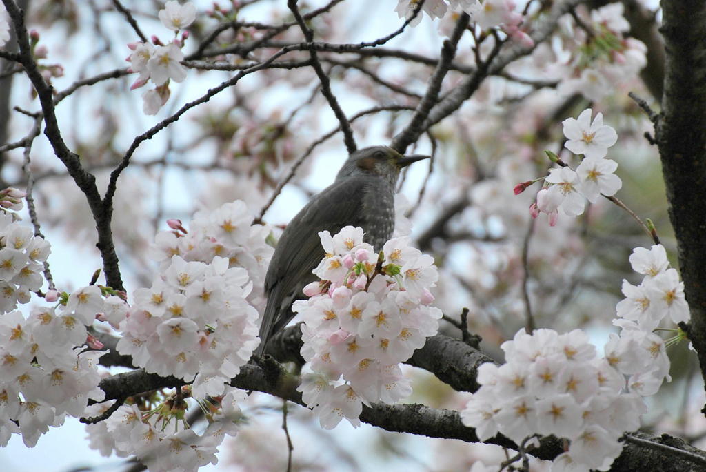 桜満開