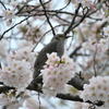 桜満開