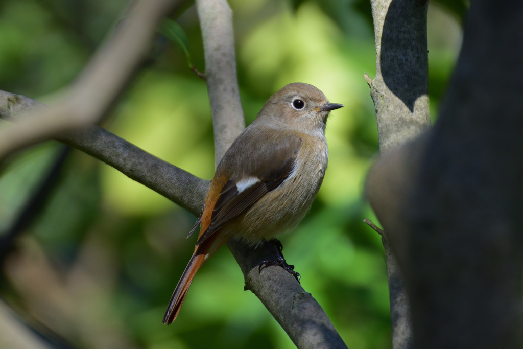 人馴れジョビ子