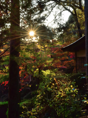 大興善寺の紅葉３