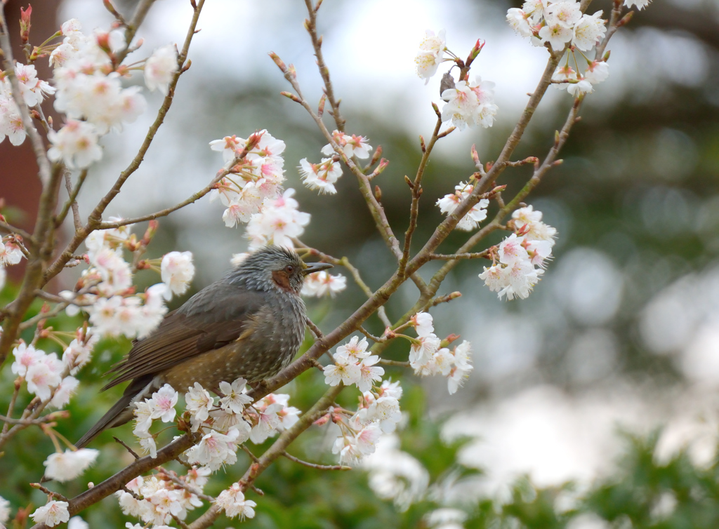 もう桜の季節