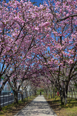 桜の通り抜け