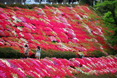 お花畑