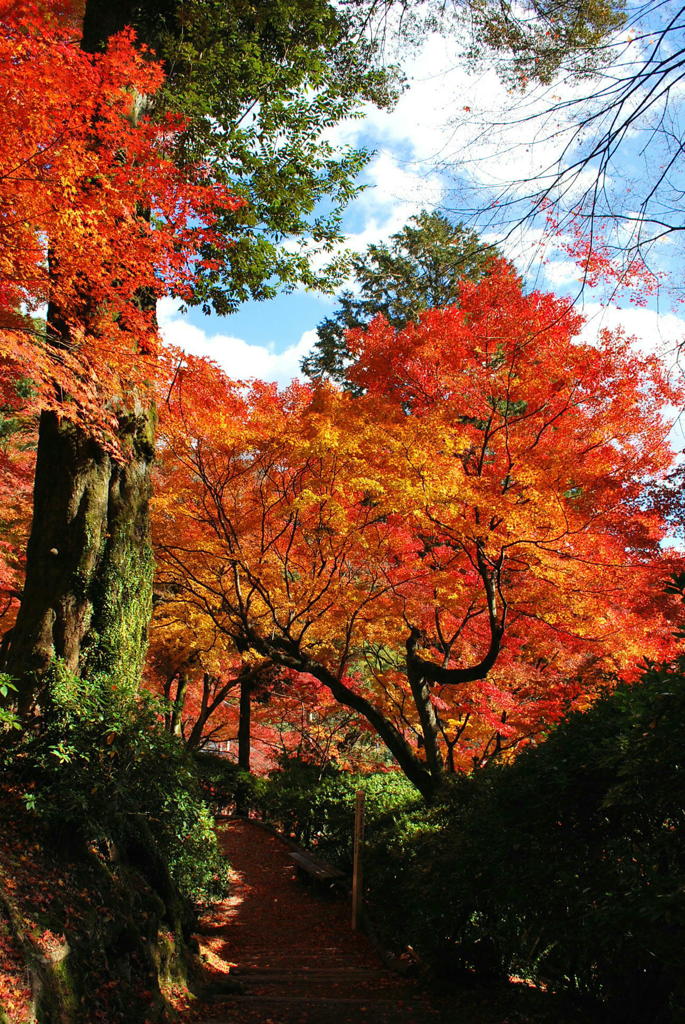 大興善寺の紅葉（４）