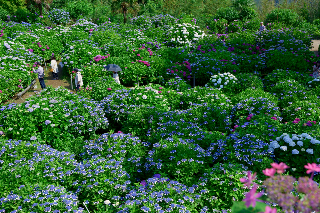 大聖寺の紫陽花