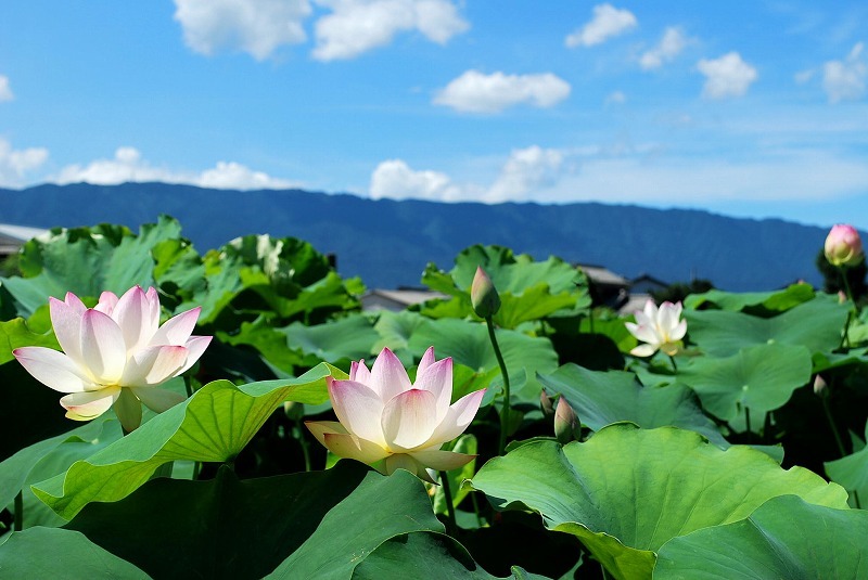 青空に咲く