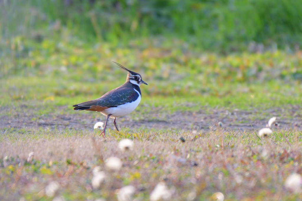タンポポの綿毛と