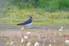 タンポポの綿毛と