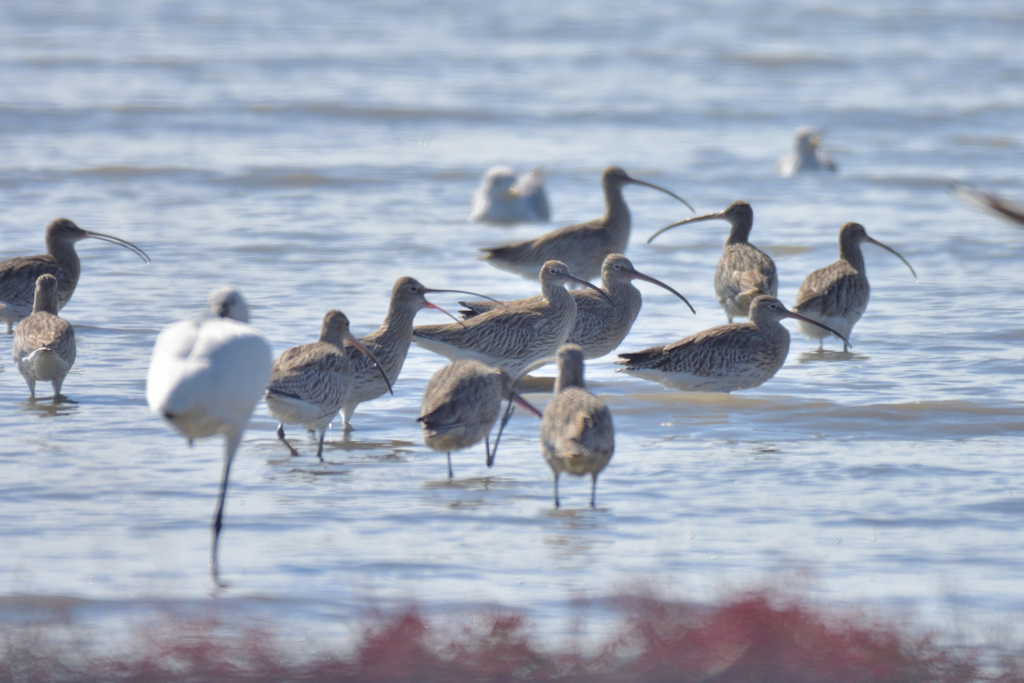 戻って来たシギ