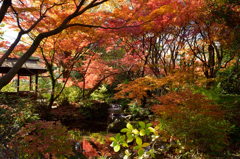 誰もいない公園で紅葉を楽しむ