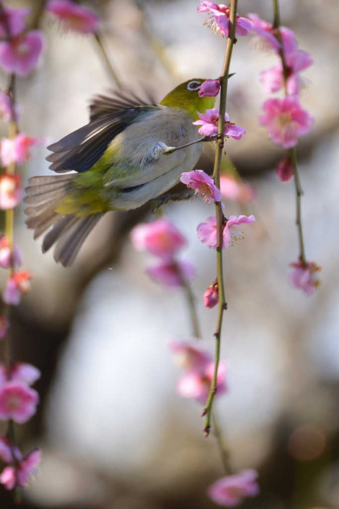 しだれ梅に