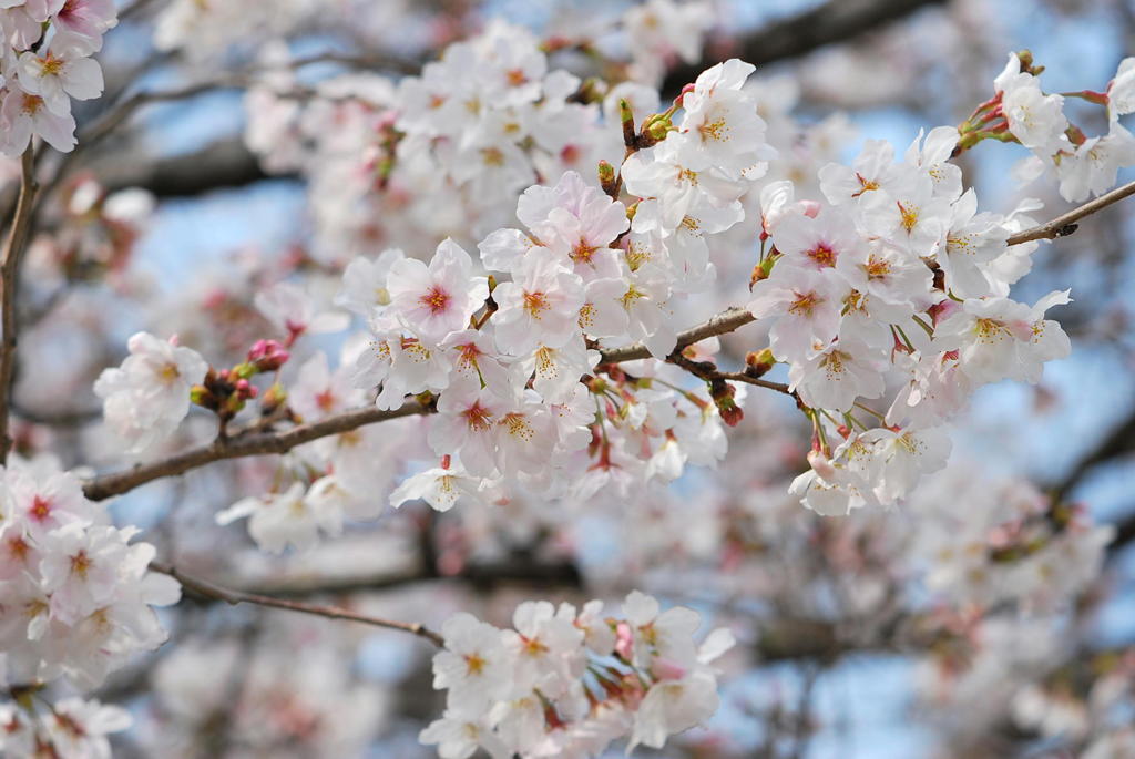 桜満開