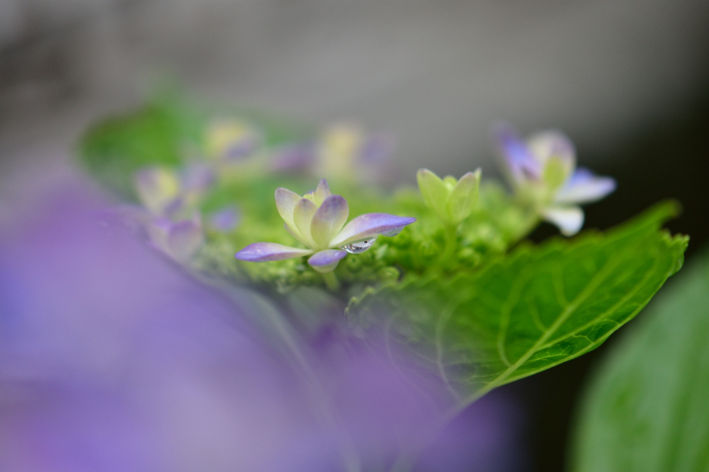 我が家の紫陽花