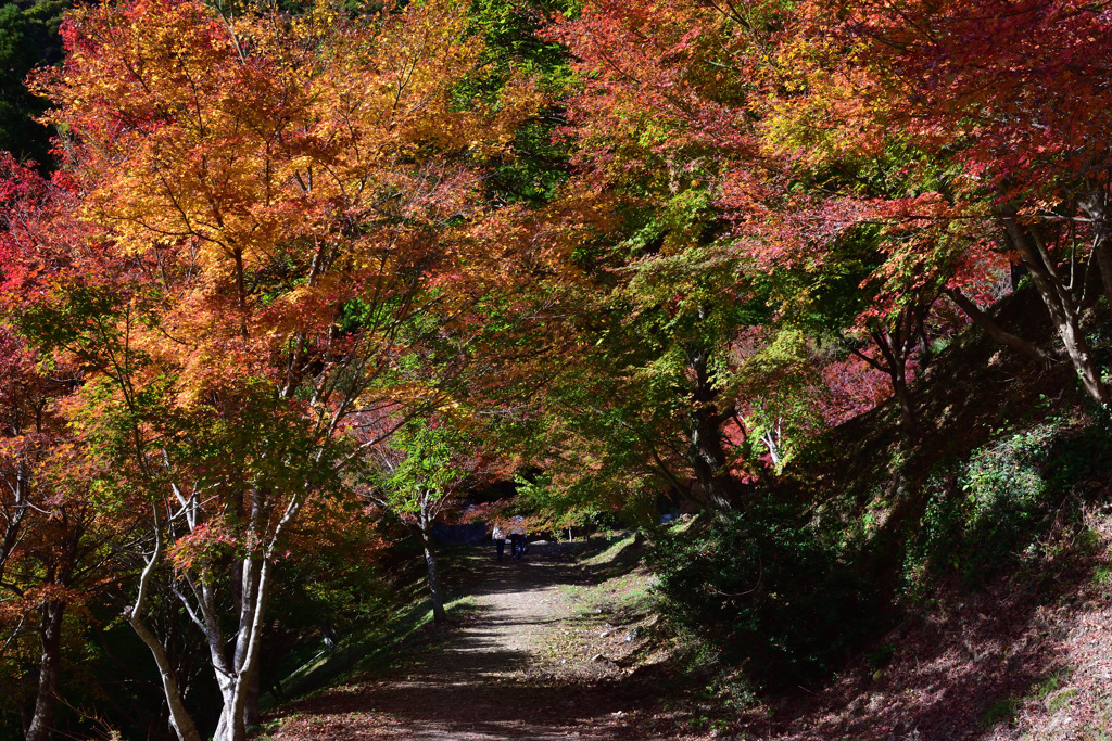 紅葉のトンネル