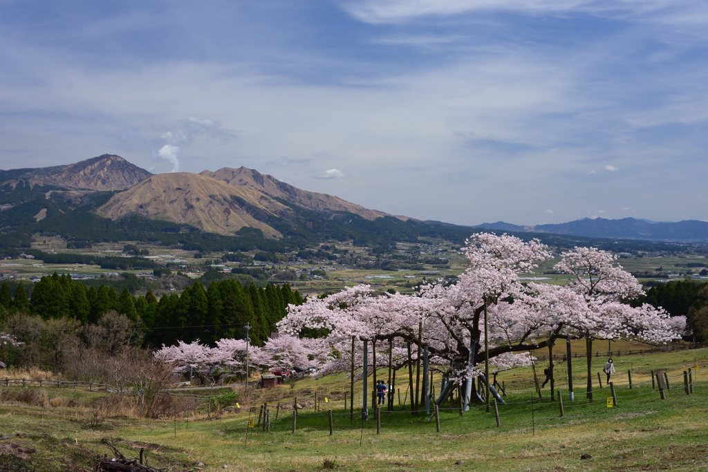 観音桜