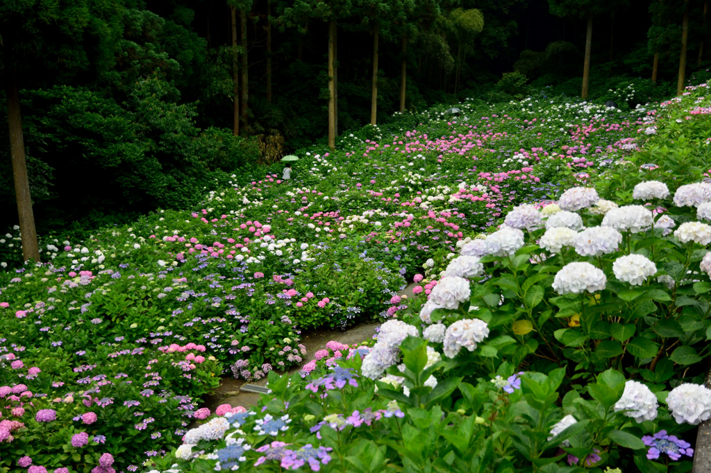 紫陽花の花畑