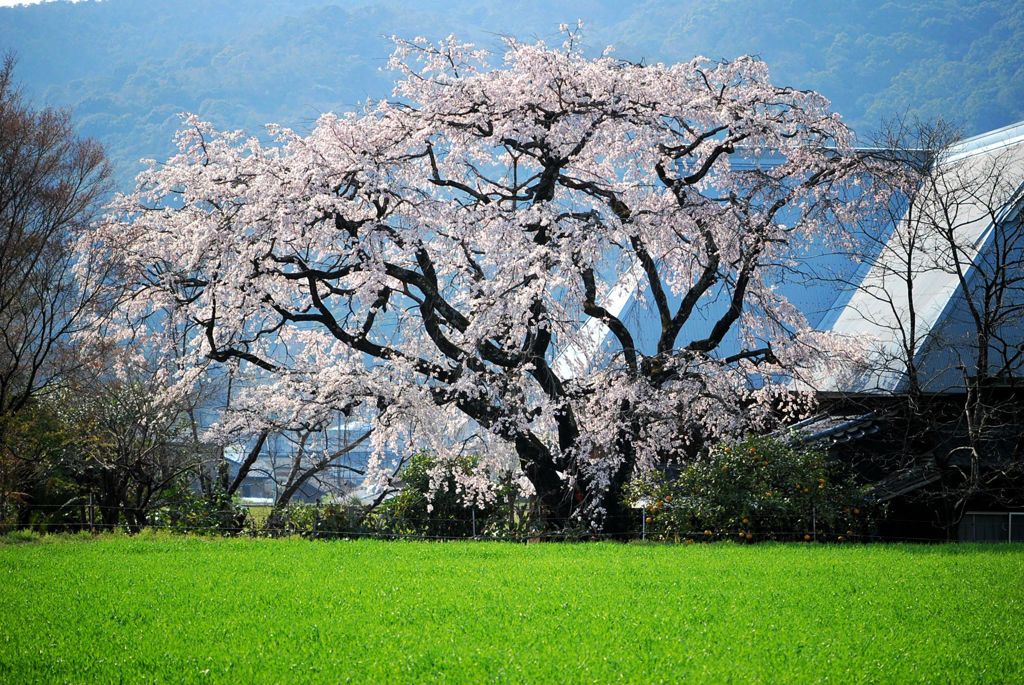 姫しだれ桜