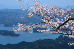 いろは島と桜２