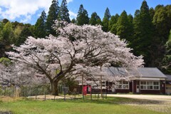 分校跡のヤマザクラ