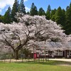 分校跡のヤマザクラ