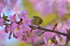 サクジロー再び