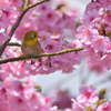 花粉にまみれた口ばし