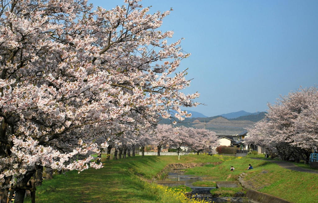田舎の春
