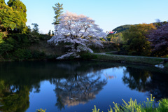 ジラカンス桜