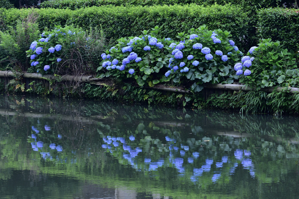 水辺の紫陽花