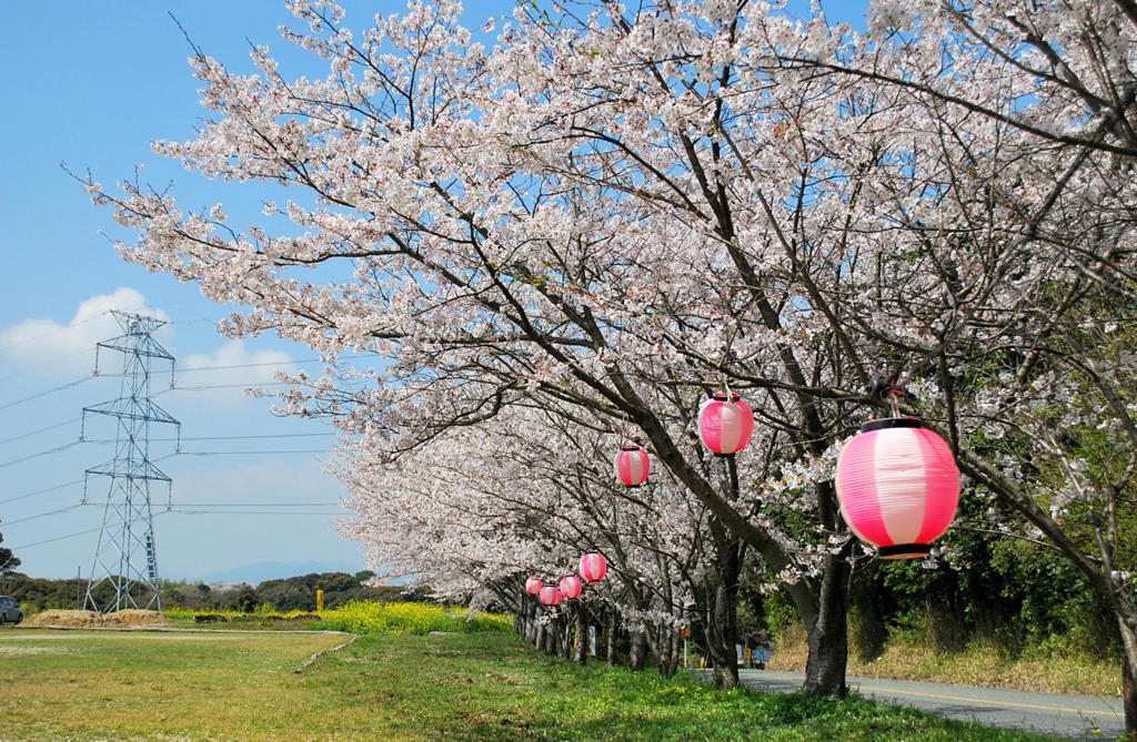 お花見