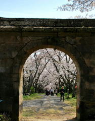 石門から桜並木を鑑賞